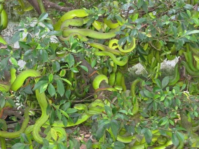 Những cá thể rắn lục đuôi đỏ quấn mình trên cành cây, tạo nên khung cảnh độc đáo giữa môi trường bán tự nhiên. Ảnh: Đức Linh.