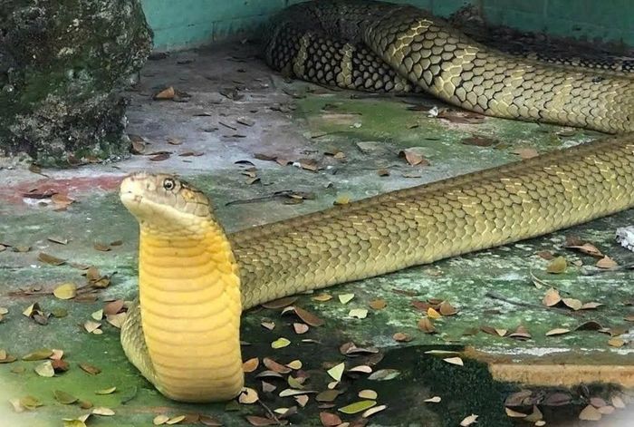 Cận cảnh rắn hổ mang chúa – một trong những loài rắn độc lớn nhất thế giới đang được nuôi dưỡng và bảo tồn tại Trại rắn Đồng Tâm. Ảnh: Đức Linh.