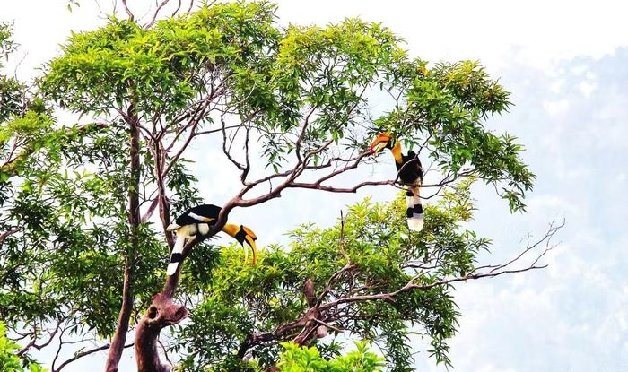 Chim hồng hoàng quý hiếm thuộc nhóm nguy cấp được ghi nhận và bảo vệ nghiêm ngặt tại Vườn Quốc gia Cát Tiên. Ảnh: Ban Quản lý Vườn Quốc gia Cát Tiên