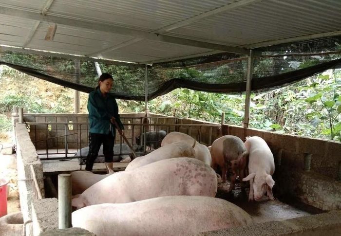 Chị Mông Thị Ngân chăm sóc đàn lợn.