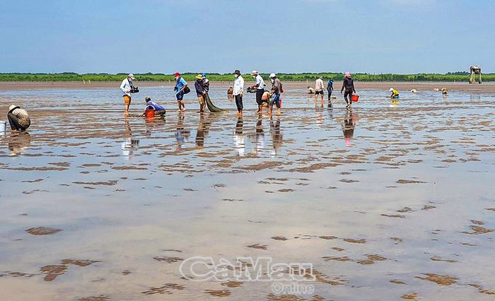 Tận dụng khu vực bãi bồi để phát triển nghề nuôi nghêu của HTX Đồng Tiến, xã Vĩnh Hậu, góp phần tạo sinh kế ổn định cho người dân ven biển.