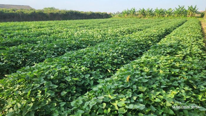 Khi đất khỏe, cây trồng có khả năng sinh trưởng tự nhiên tốt hơn