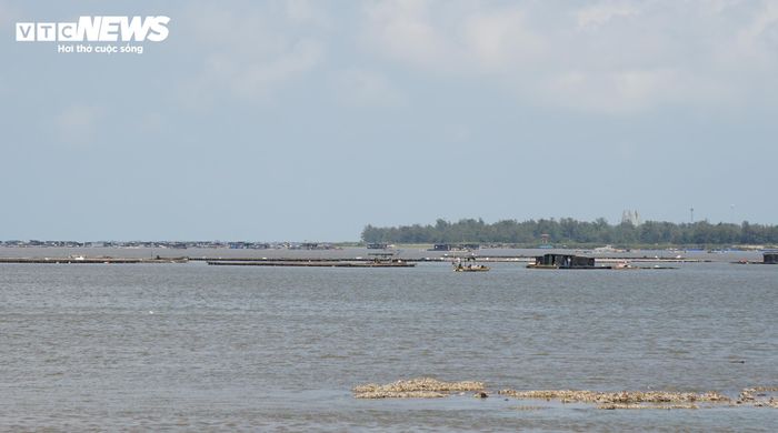 Người nuôi hàu tại cửa sông Bắc Luân mong cơ quan chức năng sớm đánh giá vùng nuôi để người dân giảm thiểu thiệt hại.