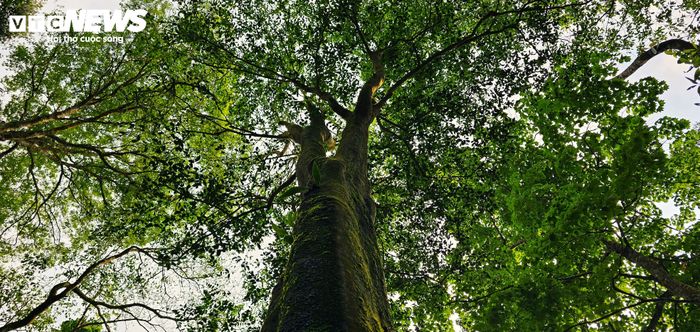 Theo chia sẻ của anh Bùi Văn Minh (35 tuổi, ở Quy Nhơn), người thích khám phá về giống chè Tiến Vua, trong quá trình đi sâu vào rừng nguyên sinh An Toàn tìm hiểu, có những thân chè cổ cao 9-13m, tán rộng hơn 7m, đường kính gốc lớn đến mức hai người trưởng thành ôm không xuể. Những thân cây xù xì, toàn thân phủ rêu phong, minh chứng cho sự tồn tại bền bỉ hàng thế kỷ giữa đại ngàn.
