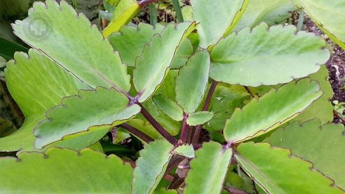 Người bị đau nhức xương khớp có thể dùng 3 - 5 lá bỏng to đem hơ nóng trên bếp cho lá mềm ra rồi đắp trực tiếp lên vùng bị đau nhức.