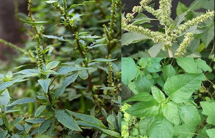 Một số hoạt chất trong loại rau này có thể ảnh hưởng đến khả năng hấp thu hoặc hiệu quả của thuốc nếu dùng không đúng cách.