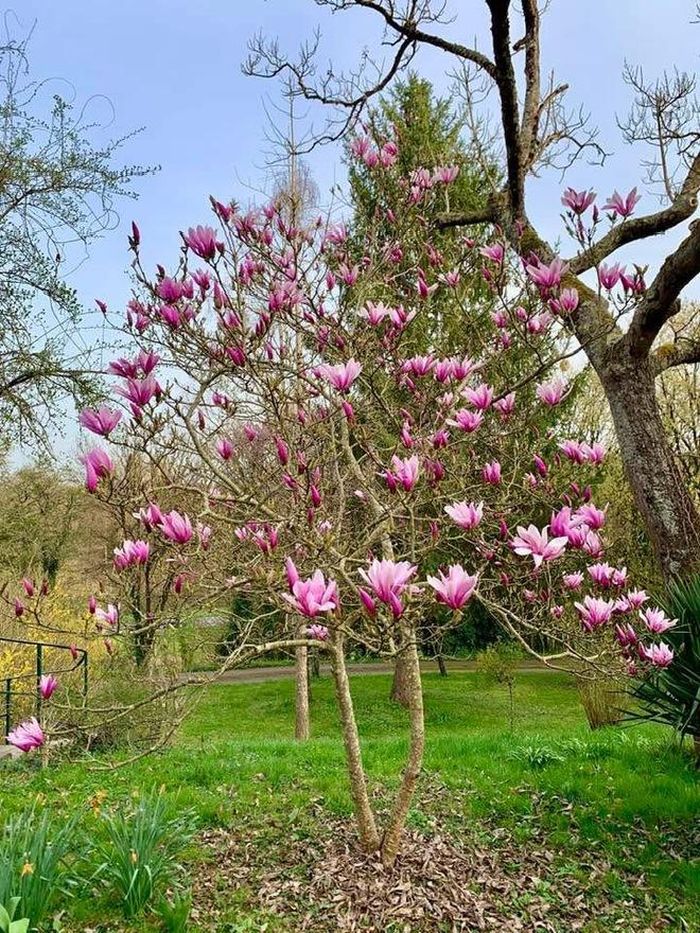 NSƯT Lê Vi trong căn nhà luôn ngập tràn hoa lá do chính chị chăm sóc. 