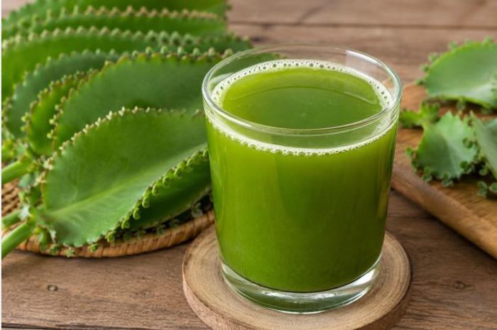 Nước ép lá bỏng chứa nhiều hoạt chất sinh học có thể hỗ trợ miễn dịch, tiêu hóa và sức khỏe đường tiết niệu…