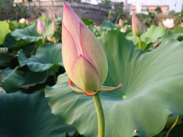 Những mầm sen hôm nay mới chỉ là bước khởi đầu đưa khoa học công nghệ xuống đồng ruộng.