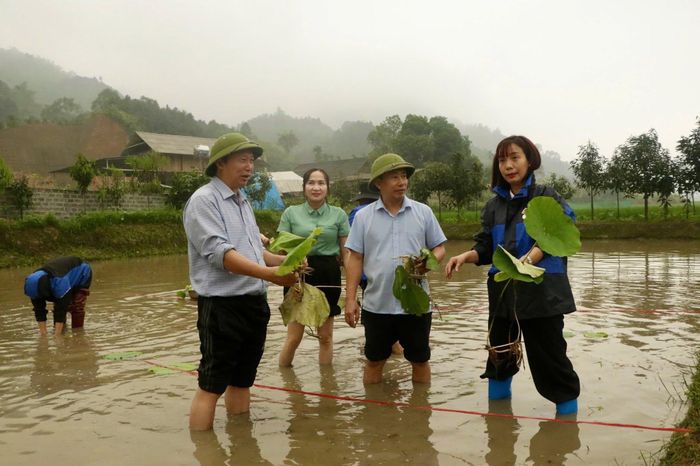 Cây sen được đưa lên núi trồng thử nghiệm ở xã Quy Mông, tỉnh Lào Cai.