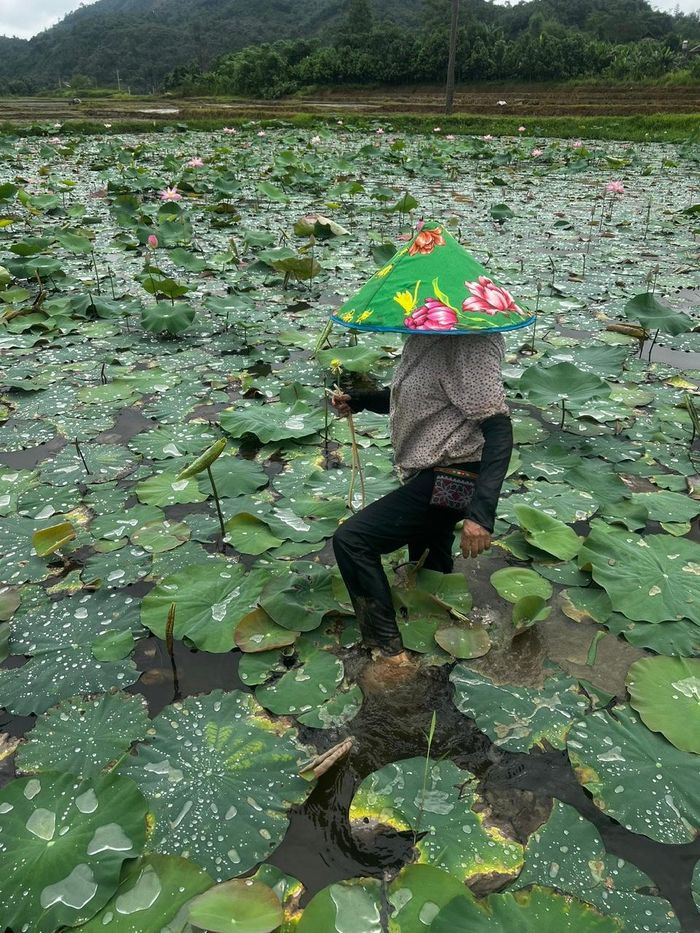 Ruộng trồng sen của người nông dân Lào Cai.