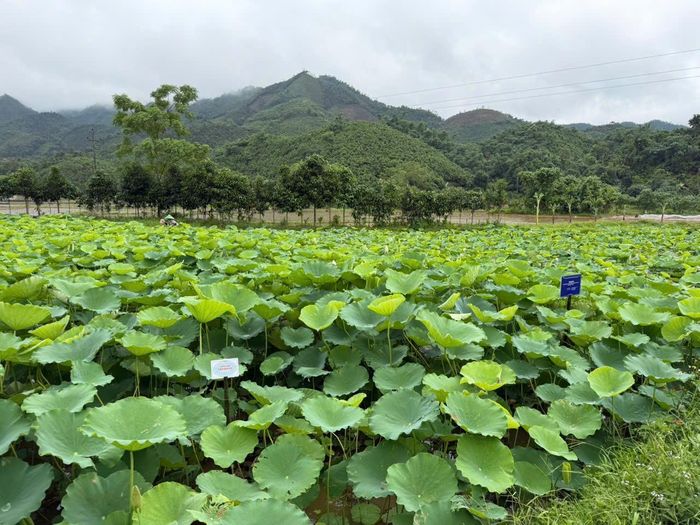 Những cánh đồng sen bạt ngạt trên vùng núi rẻo cao đem lại sinh kế mới cho bà con vùng dân tộc thiểu số.
