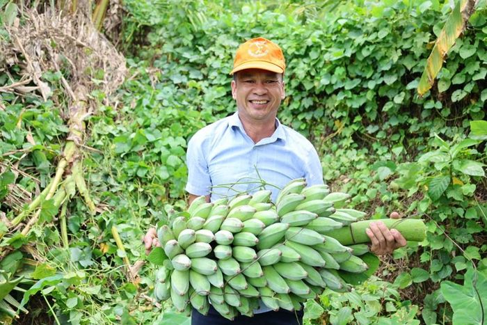 Mô hình trồng keo, chuối và cây ăn quả giúp gia đình anh Nguyễn Quang Thế nâng cao thu nhập