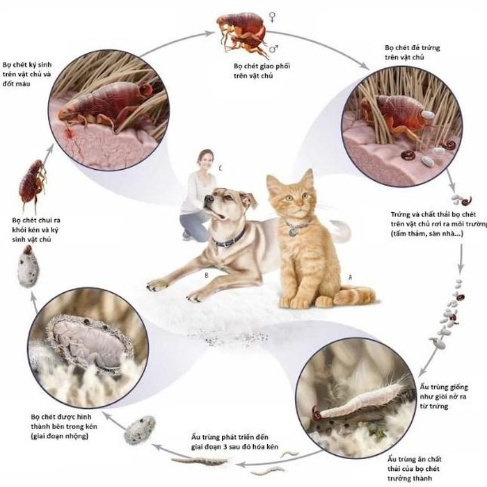 Cơ chế sinh trưởng của ký sinh trùng