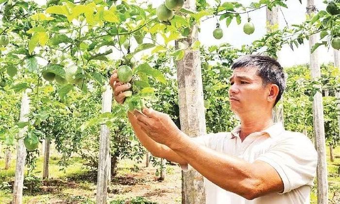 Nhiều hợp tác xã và doanh nghiệp đã xây dựng thương hiệu chanh leo Gia Lai phục vụ thị trường trong và ngoài nước.