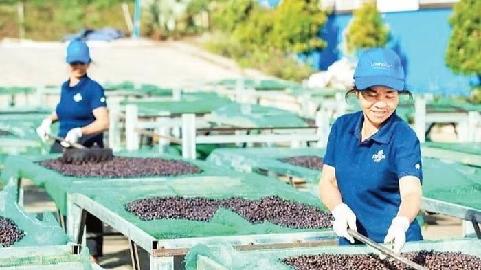 Tại khu chế biến của Công ty trách nhiệm hữu hạn Vĩnh Hiệp, từng khay cà-phê được đảo đều để bảo đảm chất lượng, phục vụ nhu cầu xuất khẩu.
