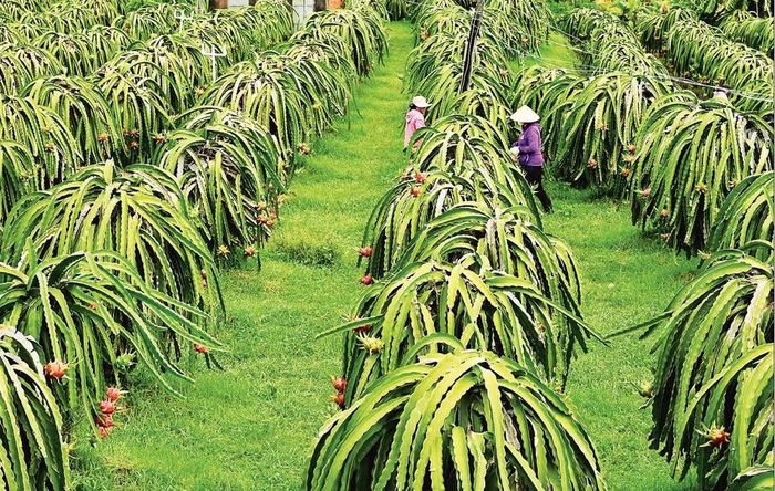 Nông dân xã Hàm Kiệm, tỉnh Lâm Đồng chăm sóc thanh long. (Ảnh TTXVN)