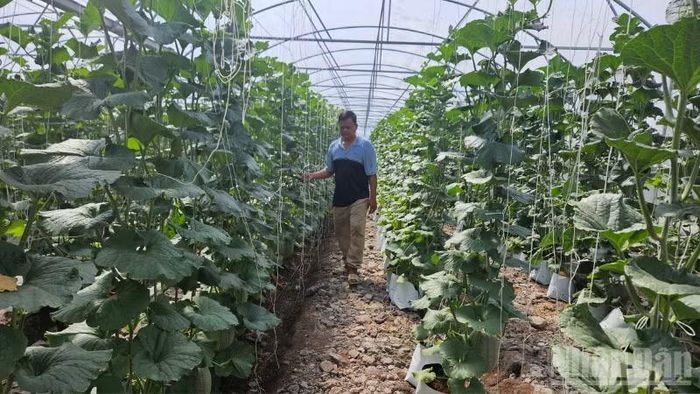 Hợp tác xã đầu tư hệ thống tưới tự động nhằm tiết giảm chi phí sản xuất, hạn chế sâu bệnh và giảm sử dụng thuốc bảo vệ thực vật.