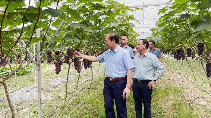 Đồng chí Nguyễn Văn Tuấn, Chủ tịch Ủy ban nhân dân xã Mường Phăng thăm mô hình trồng nho hạ đen trên địa bàn xã.