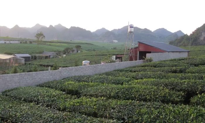 Rất nhiều nhà ở ổn định, không tranh chấp trong mấy chục năm qua hiện đang bị chồng lấn với đất của Vinatea Mộc Châu sau đợt đo đạc 2015.