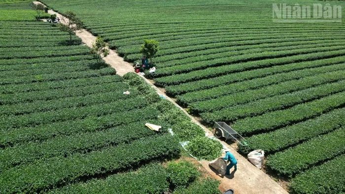 Ngày 28/5/2026, Báo Nhân Dân có bài viết “Nhiều dấu hiệu bất thường trong quản lý đất đai tại Vinatea Mộc Châu”.