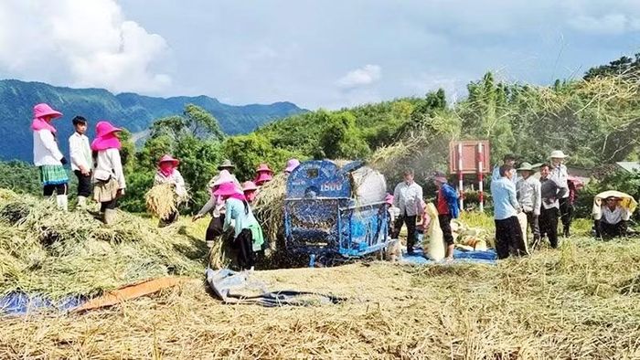 Người dân Bát Xát, tỉnh Lào Cai vẫn sử dụng máy tuốt lúa của làng cơ khí Kiên Lao.