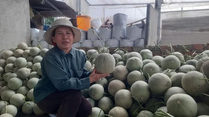 Đến đợt thu hoạch dưa, thương lái thu mua tận vườn