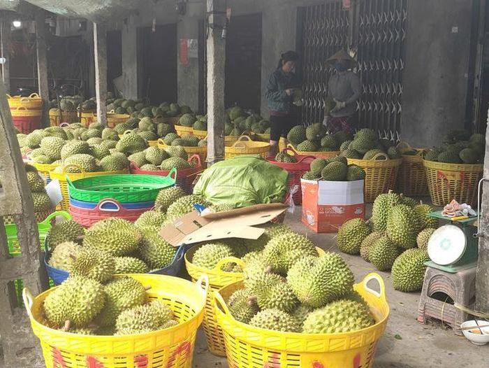 Khoảng 70% sản lượng sầu riêng của xã Ngũ Hiệp được tiêu thụ theo định hướng xuất khẩu trái tươi sang các thị trường quốc tế