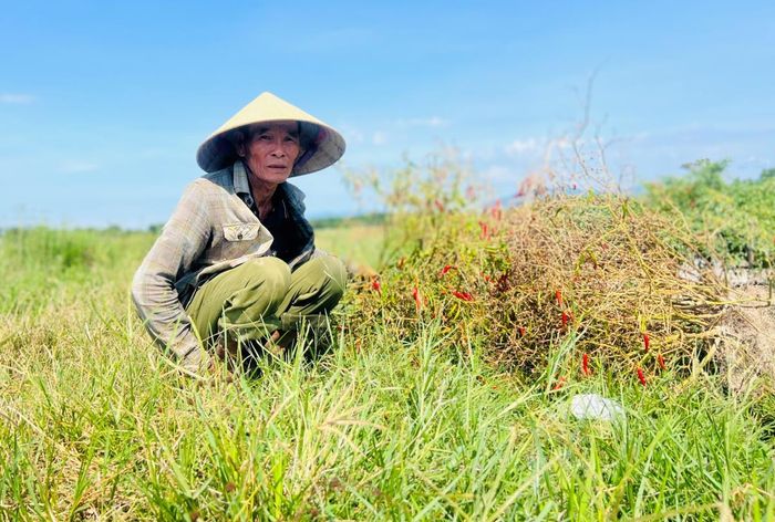 Người nông dân hoang mang với giá ớt ngày càng thấp.