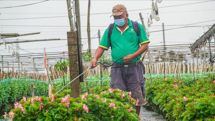 Mô hình trồng và chăm sóc hoa ứng dụng kỹ thuật mới đang mang lại hiệu quả kinh tế cao tại TP Đà Nẵng. Ảnh: XUÂN QUỲNH