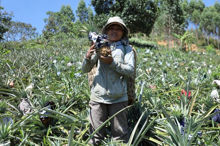  Dứa mật đang là cây trồng cho kinh tế cao ở xã Yang Mao 