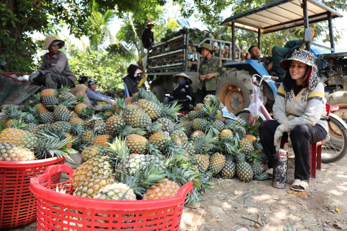  Thương lái thu mua dứa 
