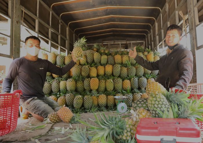  Dứa mật xã Yang Mao được xuất đi tiêu thụ nhiều nơi 