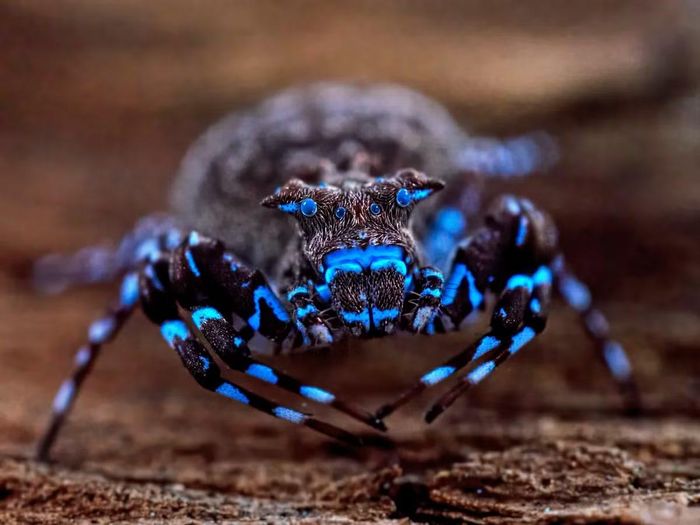 Loài nhện cua mới phát hiện, tạm thời được đặt tên là Smodicinus sp. nov. Ảnh: Nicky Bay | Courtesy of The Wilderness Project.
