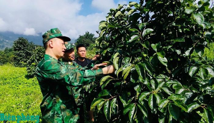 Hưởng ứng "Ngày thứ Bảy hướng về xây dựng nông thôn mới", cán bộ Đồn Biên phòng Nghĩa Thuận, Bộ đội Biên phòng tỉnh Tuyên Quang hướng dẫn người dân chăm sóc, phát hiện các loại sâu bệnh trên cây Hồng không hạt, giúp người dân trang bị thêm kiến thức trong sản xuất, góp phần nâng cao năng suất, chất lượng cây trồng. Ảnh: Hoàng Chính