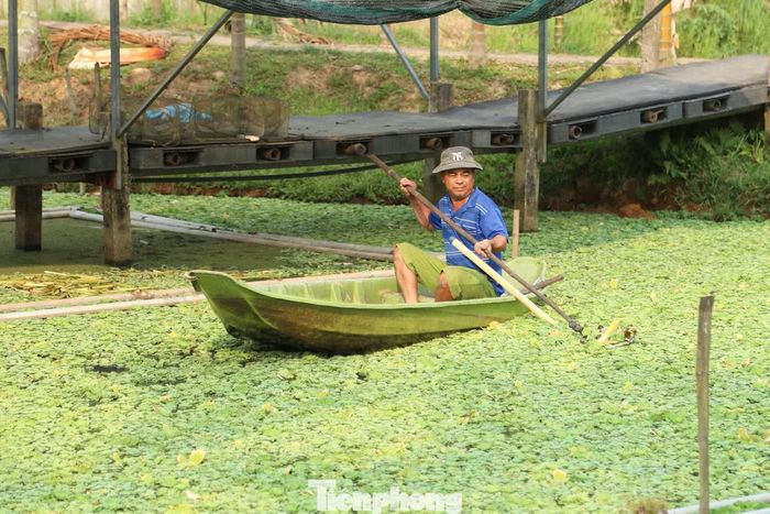 Mô hình nuôi ốc bươu đen được chị Sương chuyển giao, tạo sinh kế bền vững cho người dân địa phương.
