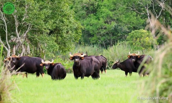 Vườn quốc gia Cát Tiên có hệ động vật vô cùng phong phú, gồm 1.729 loài, trong đó 65 loài có tên trong danh lục các loài nguy cấp, quý, hiếm. Đây cũng là nơi có quần thể Bò tót đông đảo nhất Việt Nam. Ảnh: Nguyễn Văn Cường.