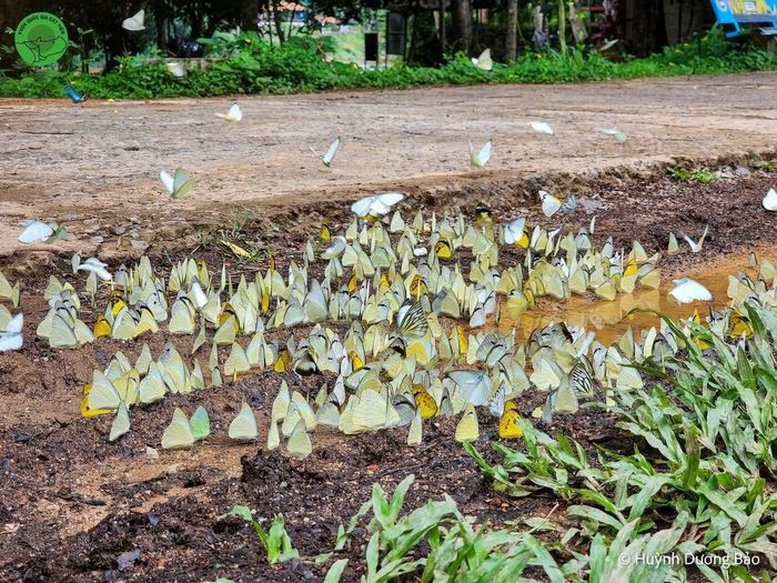 Vườn quốc gia Cát Tiên sở hữu tới 450 loài bướm, chiếm hơn nửa loài bướm tại Việt Nam. Ảnh: Huỳnh Dương Bảo.