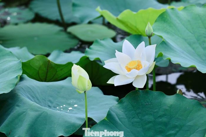 Sắc trắng tinh khôi cùng nhụy vàng nổi bật tạo nên vẻ đẹp riêng của Bạch Liên, mang đến sức hút đặc biệt trong mùa sen Hà Nội.