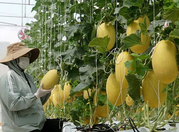 Một hô hình trồng dưa lưới đạt hiệu quả cao của người dân Lâm Đồng (ảnh minh họa).