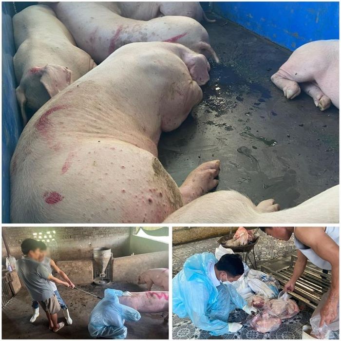 Số lợn trong vụ việc được xác định dương tính với virus gây bệnh dịch tả lợn châu Phi theo kết quả xét nghiệm của cơ quan chuyên môn.