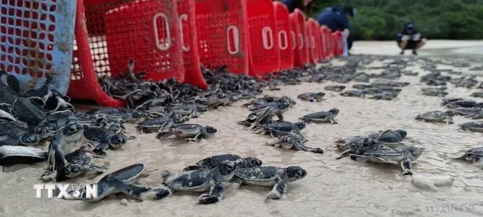 Tình nguyện viên của chương trình phối hợp giữa Tổ chức IUCN và Vườn Quốc gia Côn Đảo cùng lực lượng Kiểm Lâm tại Hòn Bảy Cạnh thả rùa con về biển tại Bãi Cát Lớn-Hòn Bảy Cạnh. (Ảnh: TTXVN phát)