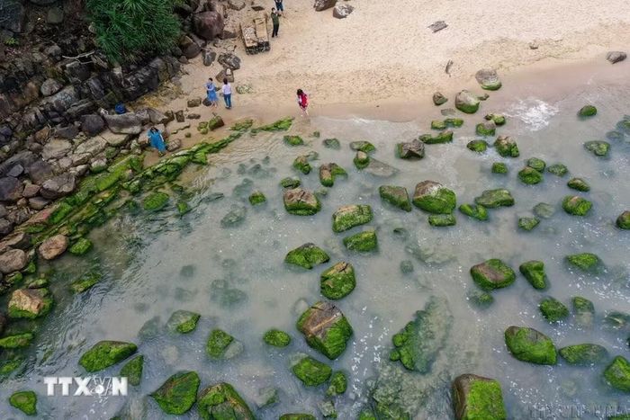 Mùa rêu xanh tại ghềnh đá Nam Ô, thành phố Đà Nẵng thu hút rất đông người dân, du khách đến tham quan. Rêu xanh là nguồn thức ăn phong phú, tạo môi trường sống bảo vệ cho nhiều loài thủy sinh, đồng thời hoạt động như một bộ lọc sinh học giúp làm sạch nước biển và chỉ báo môi trường. (Ảnh: Trần Lê Lâm/TTXVN)