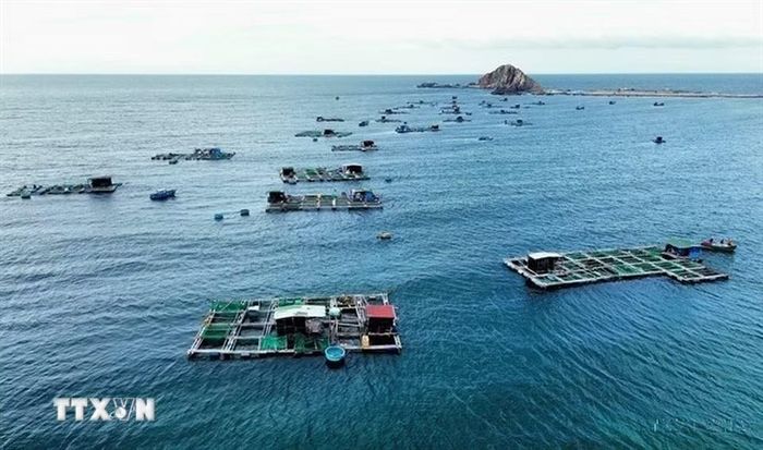 Mô hình nuôi tôm hùm, cá biển trong lồng bè áp dụng công nghệ mới tại xã Ninh Hải (Khánh Hòa) không chỉ cung cấp môi trường canh tác sạch sẽ, an toàn mà còn giảm áp lực lên vùng biển ven bờ, giúp hạn chế ô nhiễm và xung đột sinh thái. (Ảnh Nguyễn Thành/TTXVN)