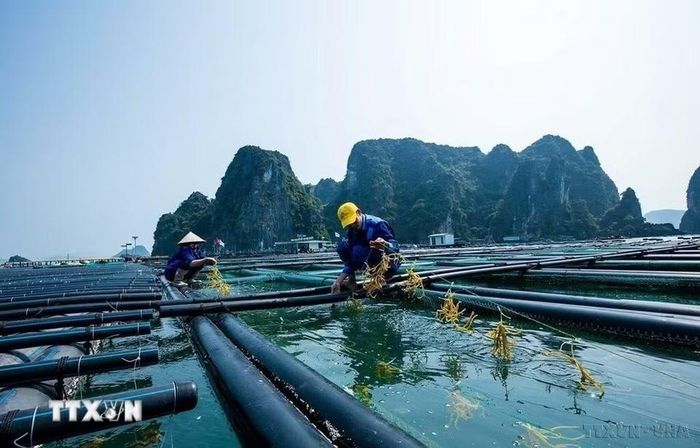 Để phát triển kinh tế thủy sản bền vững, gắn với bảo vệ nguồn lợi và môi trường biển, Quảng Ninh đã xác định được 9.360ha khu vực biển dự kiến thu hút các dự án đầu tư nuôi trồng thủy sản, chiếm 20,2% tổng diện tích quy hoạch nuôi trồng thủy sản. Trong ảnh: Mô hình nuôi biển của Công ty cổ phần Tập đoàn STP Group tại ở trại đảo Phất Cờ, Quảng Ninh. (Ảnh: TTXVN)