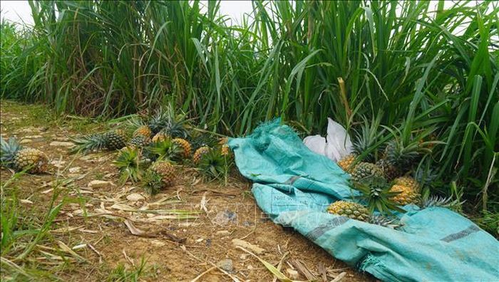 Không ít hộ dân ở xã Hà Long đã bẻ dứa vứt bỏ tràn lan ven ruộng do không tiêu thụ được.