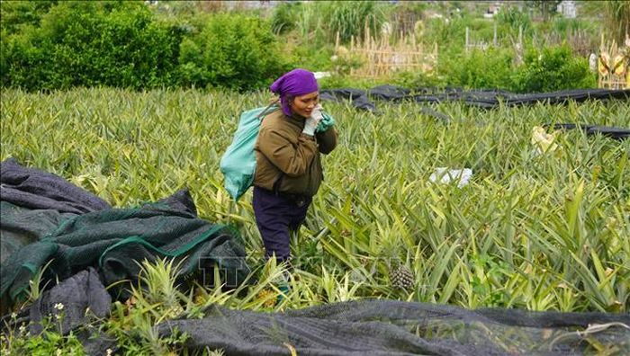 Mùa dứa buồn ở Thanh Hóa.