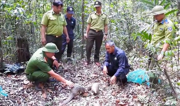 Lực lượng chức năng thả các cá thể tê tê về với tự nhiên.