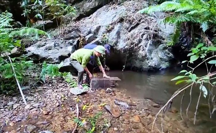 Cán bộ Vườn Quốc gia Kon Ka Kinh thả một cá thể rái cá về với tự nhiên.