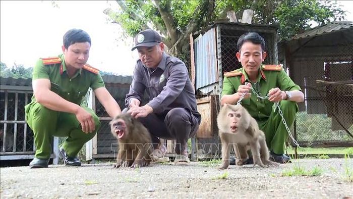 Lực lượng chức năng tiếp nhận các cá thể khỉ từ người dân để chăm sóc và phục hồi tập tính sinh tồn.